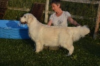 Étalon Golden Retriever - Hortense des Fields de Ora