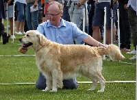 Étalon Golden Retriever - Junior golden feather de la Hêtraie de Berny