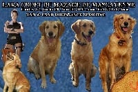 Étalon Golden Retriever - Lara croft Du mazage de mascayenne