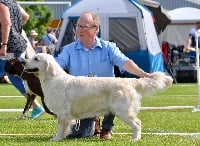 Étalon Golden Retriever - Mamma mia oh là là de la Hêtraie de Berny