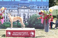 Étalon Greyhound - Obernai christcile's