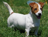 Étalon Jack Russell Terrier - Nanouck du pont du riot d'Esnes