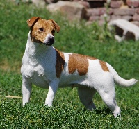 Étalon Jack Russell Terrier - Niack du pont du riot d'Esnes