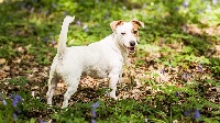 Étalon Jack Russell Terrier - Myrtille Du domaine saint martin