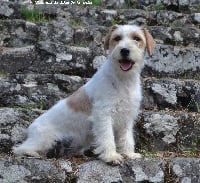 Étalon Jack Russell Terrier - Népal safari du Domaine De Léon De La Seille