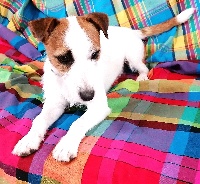 Étalon Jack Russell Terrier - Olympe (Sans Affixe)