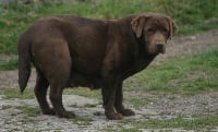 Étalon Labrador Retriever - Goody pretty de la plaine du Vermandois
