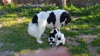 Étalon Landseer type continental europeen - Ibüg des hirondelles du prieure