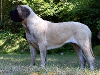 Étalon Mastiff - Nyha de Whititera