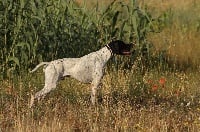 Étalon Pointer - TR. CH. Ninio Du Château De Menardiere