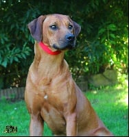 Étalon Rhodesian Ridgeback - N'pequenos leones naznin De Sol Del Norte