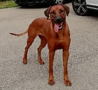 Étalon Rhodesian Ridgeback - Nakato changa du Grand Roc Noir