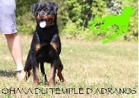 Étalon Rottweiler - Ohana Du Temple D'Adranos