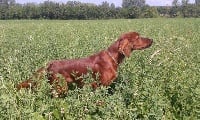 Étalon Setter irlandais rouge - CH. Isis de la flache du pont