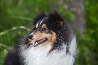 Étalon Shetland Sheepdog - dorwalt's Remerber me gaydon