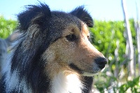 Étalon Shetland Sheepdog - Laska de la Chambrette Agenaise