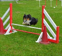 Étalon Shetland Sheepdog - Hello fantasia black girl des Diablotins de Nooch