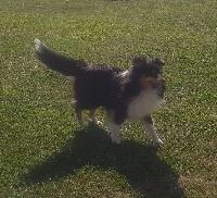 Étalon Shetland Sheepdog - Neva Des Anges De Mel