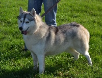 Étalon Siberian Husky - Nandy Des Trois G