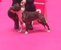 Étalon Staffordshire Bull Terrier - Légende (Sans Affixe)
