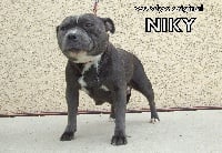 Étalon Staffordshire Bull Terrier - Woody's Original Niky