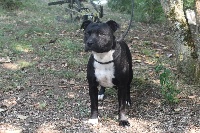 Étalon Staffordshire Bull Terrier - Ina dit lila de la foret des dragons noirs