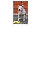 Étalon Staffordshire Bull Terrier - situation's Dutch connection