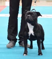 Étalon Staffordshire Bull Terrier - CH. Once upon a time hope The Dream Of Lou Ann