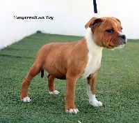 Étalon Staffordshire Bull Terrier - vangerbull Sex toy