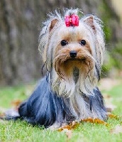 Étalon Yorkshire Terrier - Next time De la vierge doree