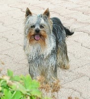 Étalon Yorkshire Terrier - Ninja de la seigneurie du domaine d'eole