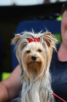 Étalon Yorkshire Terrier - Olina du royaume d'izia