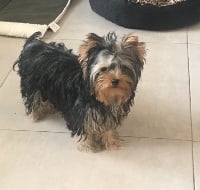 Étalon Yorkshire Terrier - Pacome love du royaume d'Inès