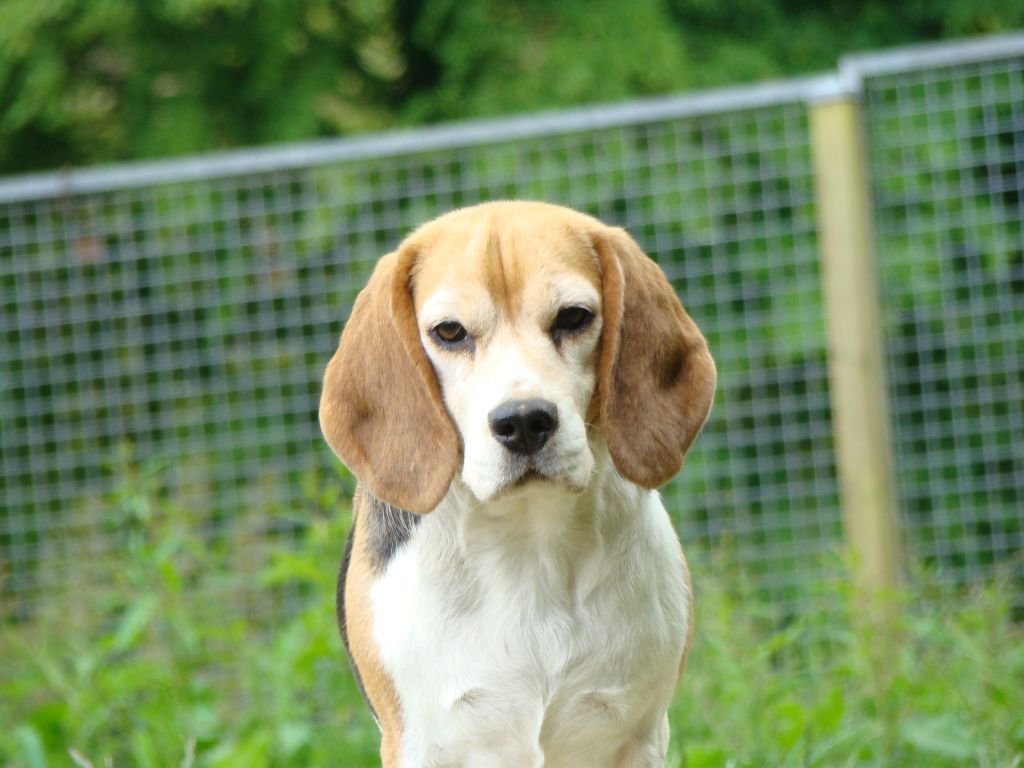 Publication : Du clos machard 