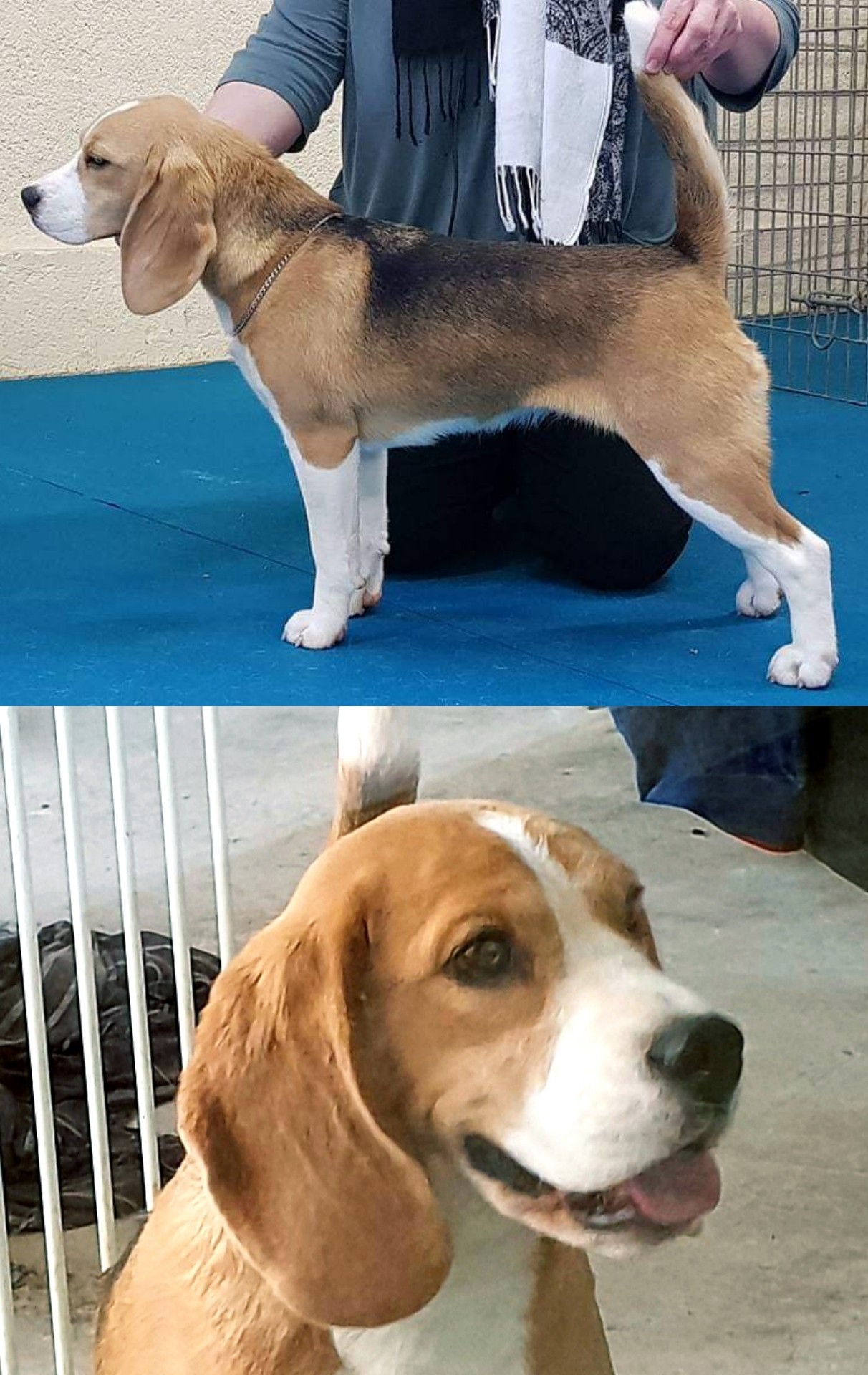 Publication : Lou Crystal Song 