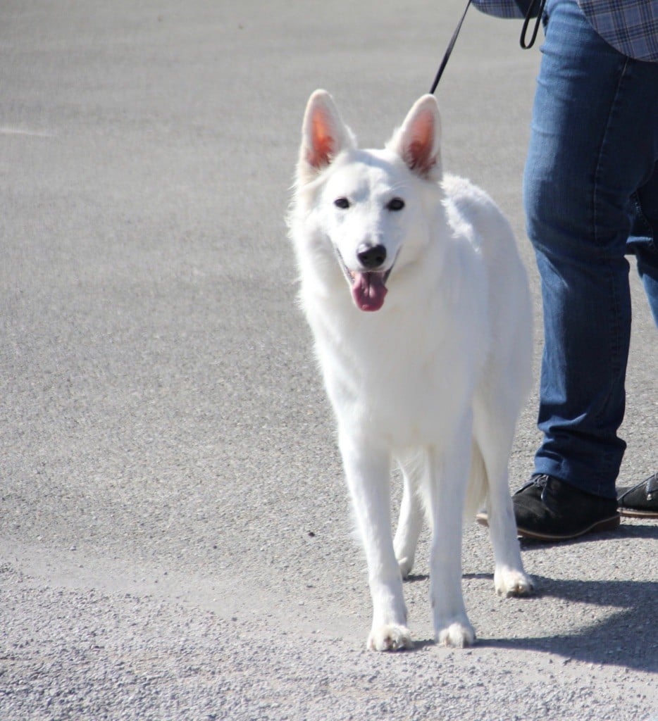 Publication : De La Vallée Du Rêve Blanc