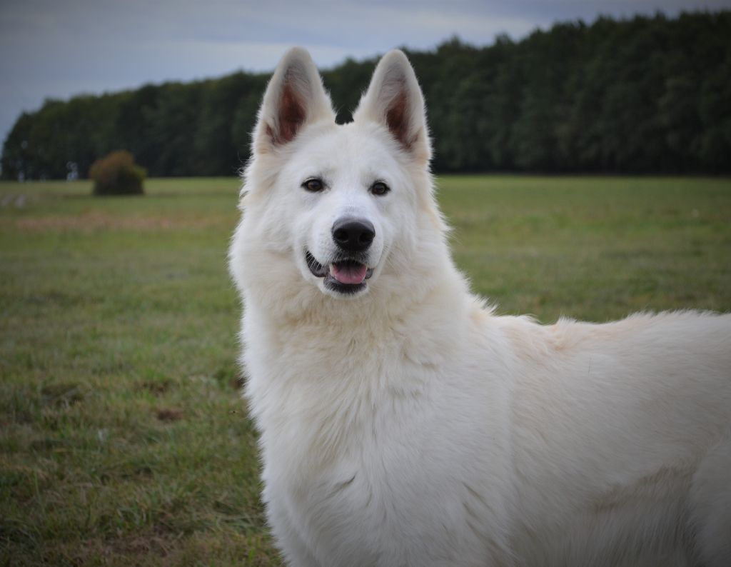 Publication : (Sans Affixe) Auteur : raphael hiegel