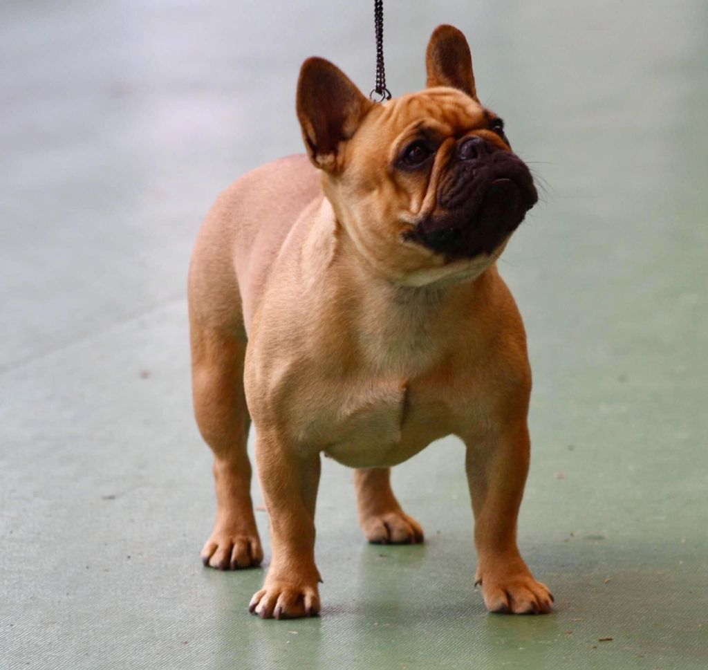 O' dallas sue ellen ewing De Mendiburua