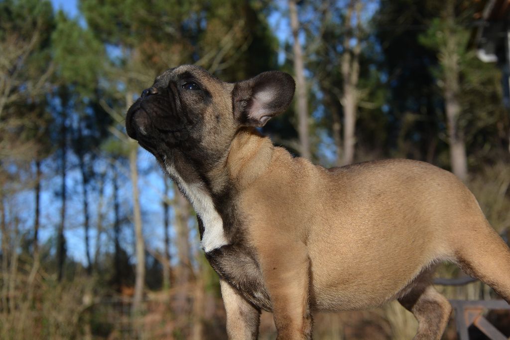 O'nala Du Moulin De La Rode