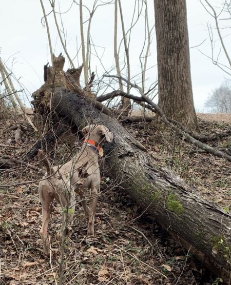 Publication : Des brumes des bois Auteur : Meredith Wadsworth, United State