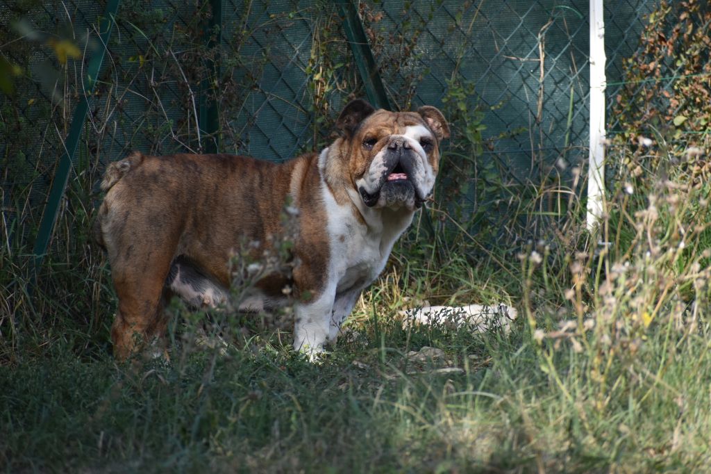 Jenna breeding deluxe