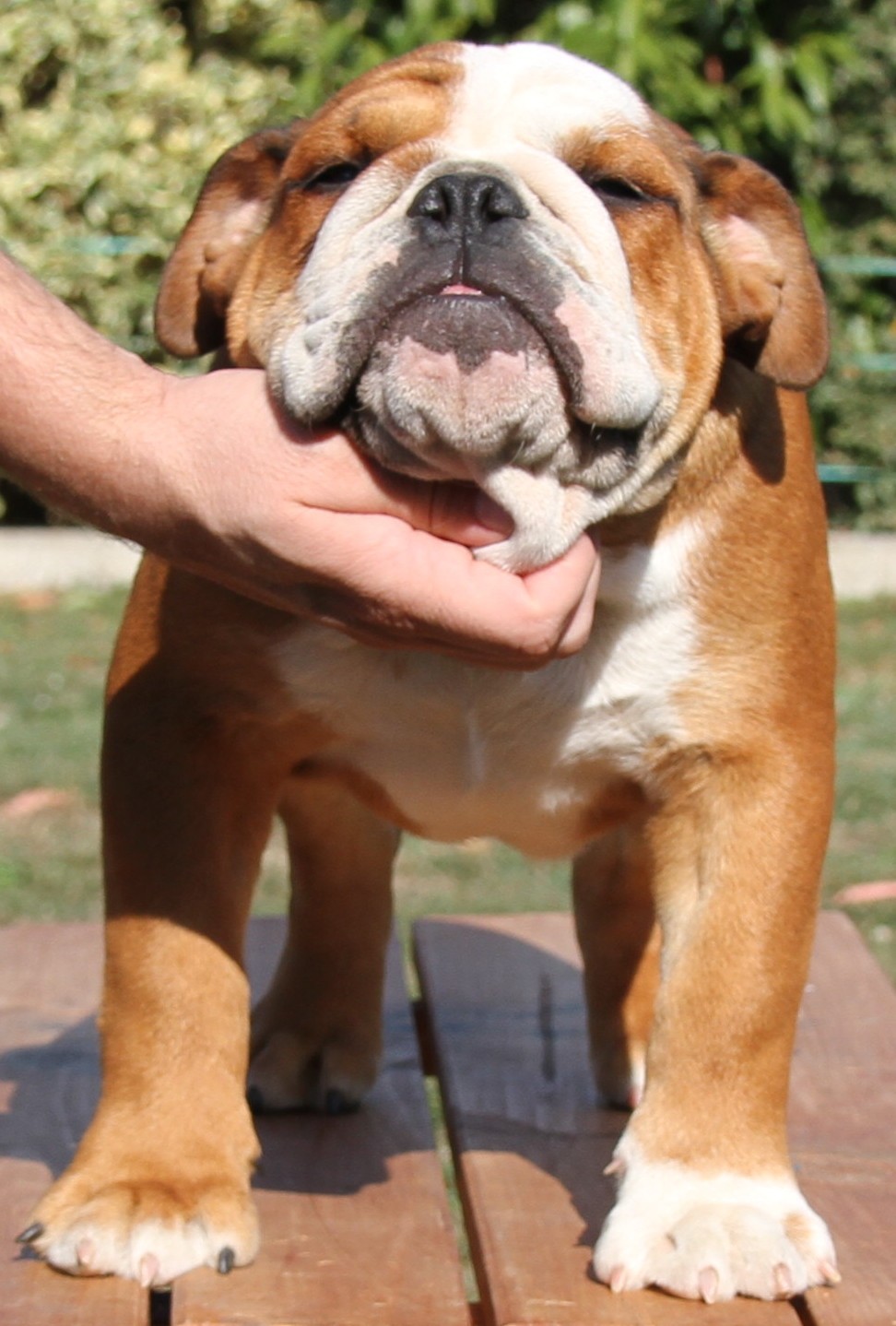 Publication : De La Maison D'izzie