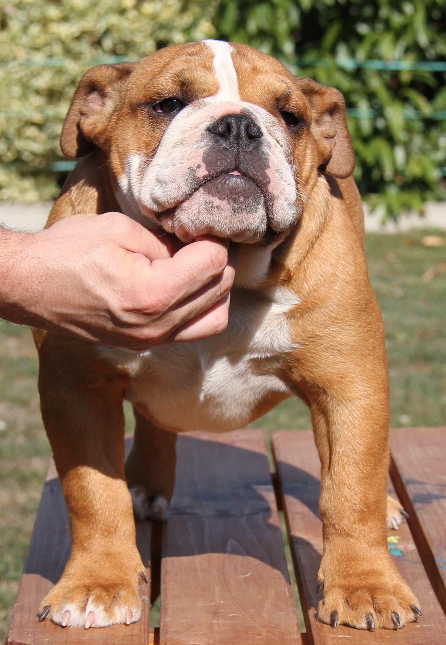 Publication : De La Maison D'izzie