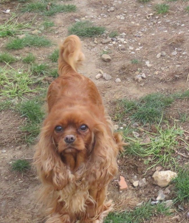 Publication : de la maison du ryez Auteur : M Natiez