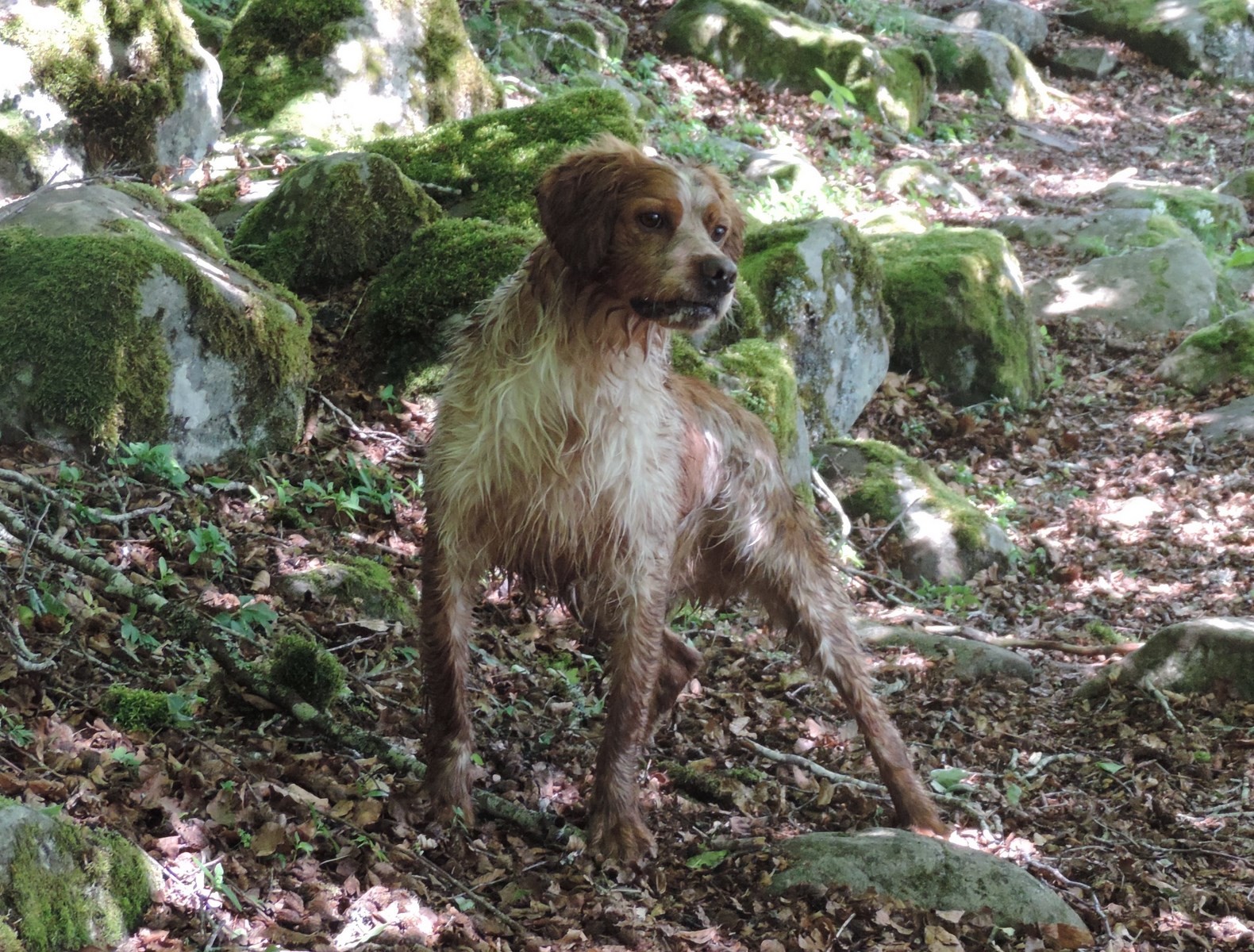 Excalibur des sources claires