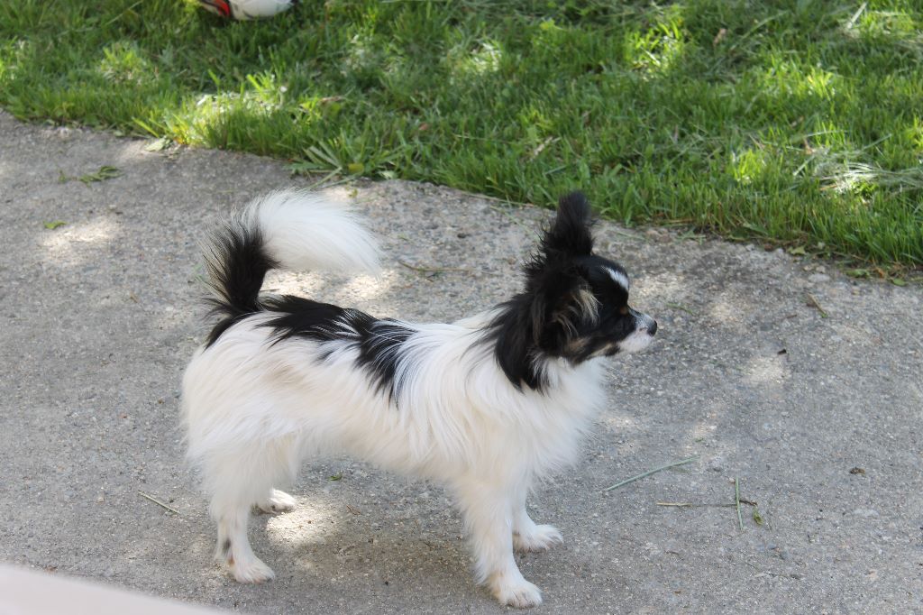 Publication : De La Fée Violette Auteur : Elevage la fee violette