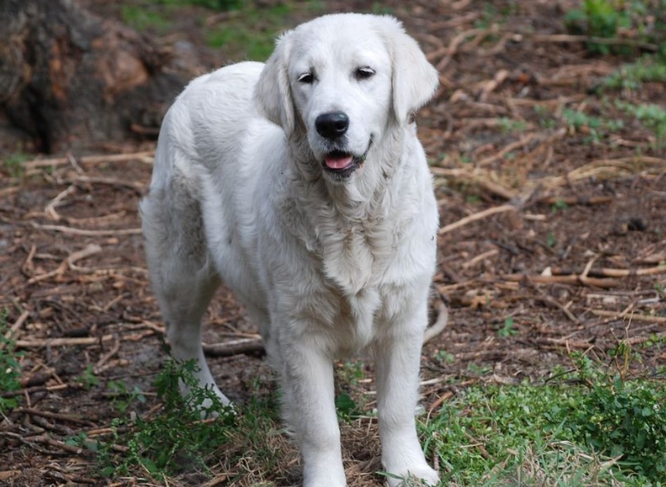 Nutella des jardin d'epona