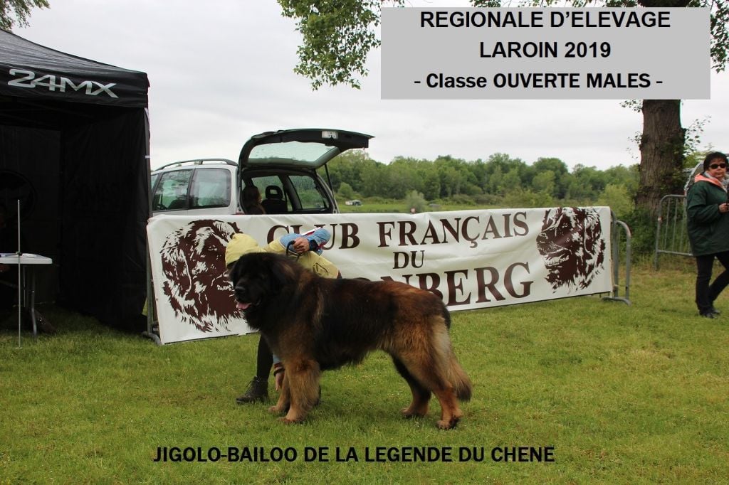 Jigolo baïloo De la legende du chene