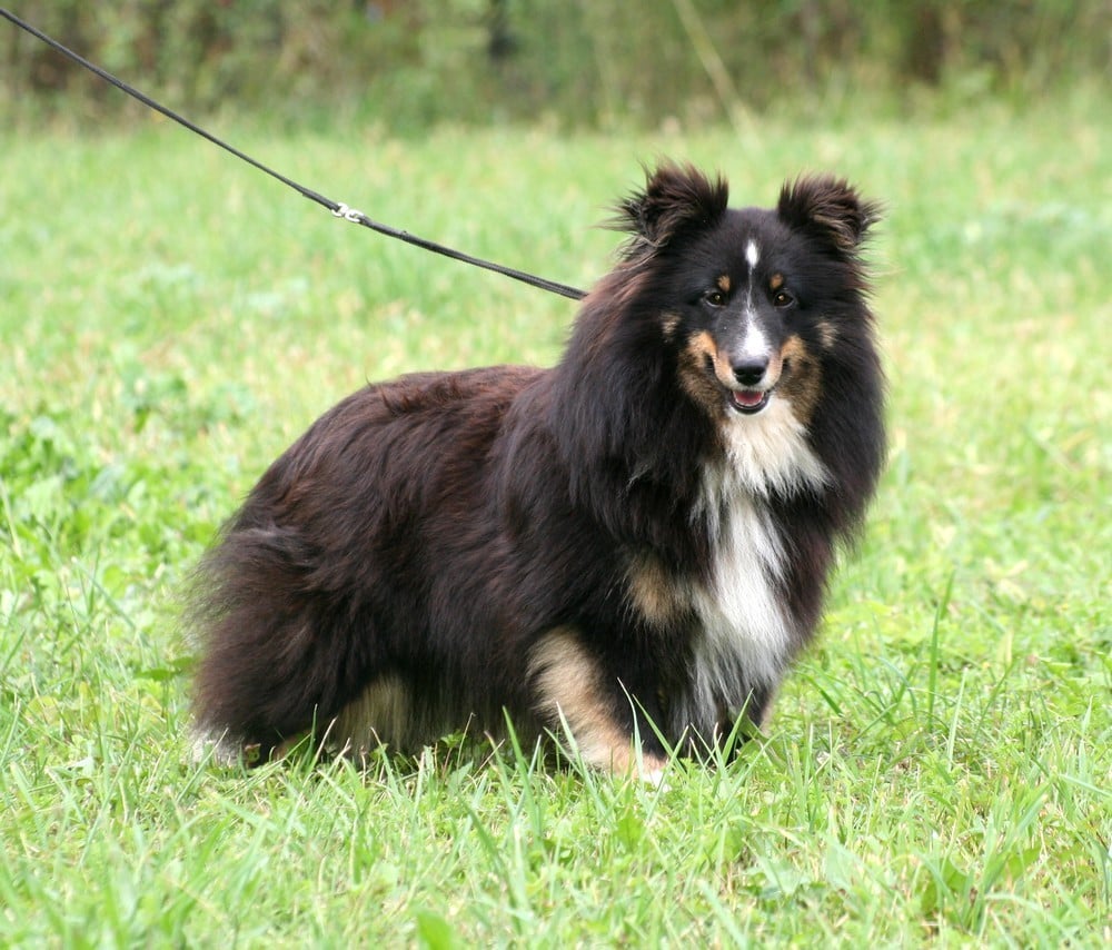 Publication : Des Trois Chevrons D'Or Auteur : CD