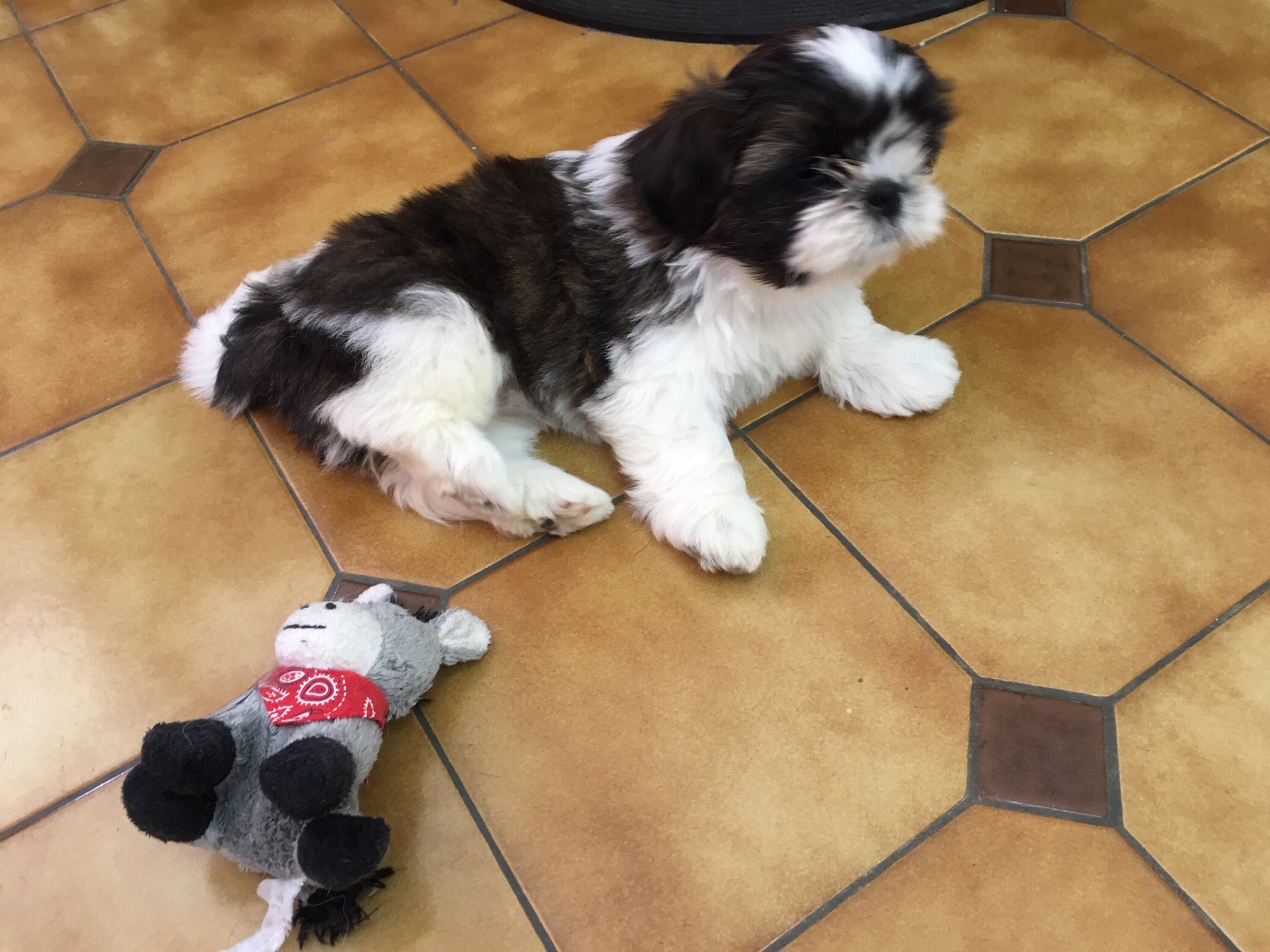 Publication : des Amours de Pyrène Auteur : Martine REYNAUD MILLET